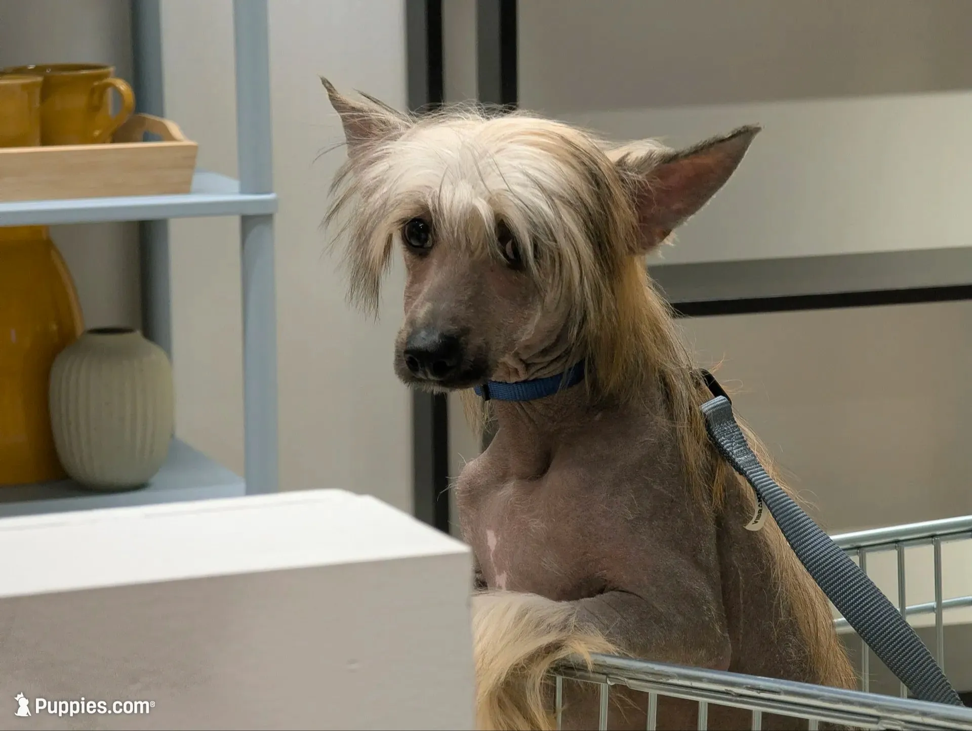DaoDog Negroni New Tase, a male Chinese Crested for sale in Highland Park, MI – 1 of 4