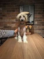 DaoDog Negroni New Tase, a male Chinese Crested for sale in Highland Park, MI – 4 of 4