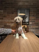 DaoDog Negroni New Tase, a male Chinese Crested for sale in Highland Park, MI – 3 of 4