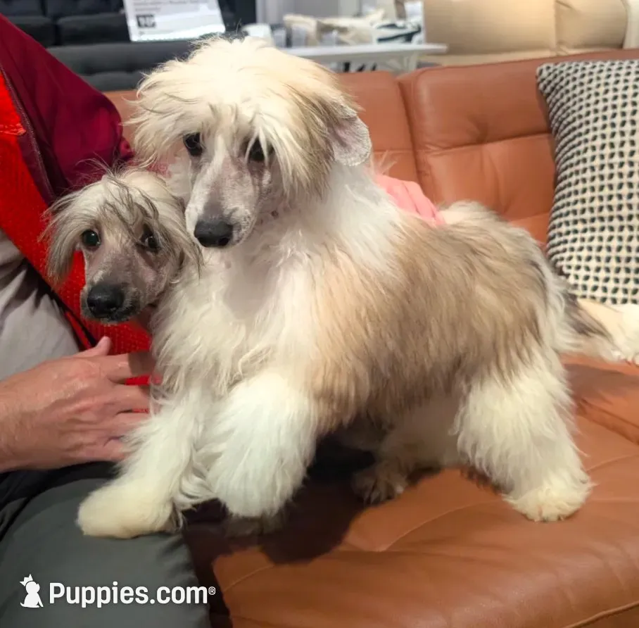 DaoDog Neo Choosen, a male Chinese Crested for sale in Highland Park, MI – 1 of 5
