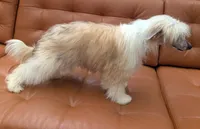 DaoDog Neo Choosen, a male Chinese Crested for sale in Highland Park, MI – 5 of 5