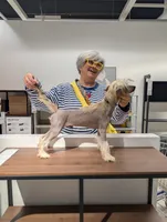DaoDog Negroni New Tase, a male Chinese Crested for sale in Highland Park, MI – 2 of 4