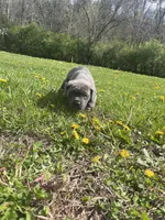 Cane Corso, a male Cane Corso for sale in Cynthiana, KY – Photo 8 of 8