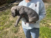 Cane Corso, a male Cane Corso for sale in Cynthiana, KY – Photo 5 of 8