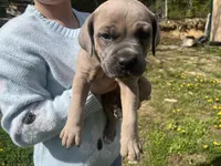 Cane Corso, a male Cane Corso for sale in Cynthiana, KY – Photo 3 of 8