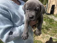 Cane Corso, a male Cane Corso for sale in Cynthiana, KY – Photo 2 of 8