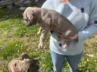 Cane Corso, a male Cane Corso for sale in Cynthiana, KY – Photo 4 of 8