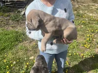 Cane Corso, a male Cane Corso for sale in Cynthiana, KY – Photo 7 of 8