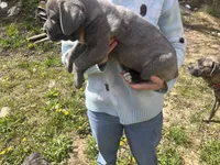 Cane Corso, a male Cane Corso for sale in Cynthiana, KY – Photo 6 of 8