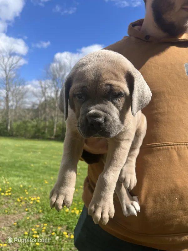 Cane Corso – Cane Corso puppy for sale in Cynthiana, KY