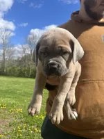 Cane Corso, a male Cane Corso for sale in Cynthiana, KY – Photo 1 of 8