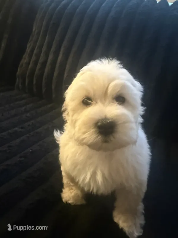 Snoopy  – Maltese, Poodle - Standard  puppy for sale in Hesperia, CA