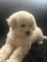 Summer , a female Maltipoo for sale in Hesperia, CA – 2 of 4