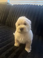 Snoopy, a male Maltese and Poodle - Standard  for sale in Hesperia, CA – 5 of 5