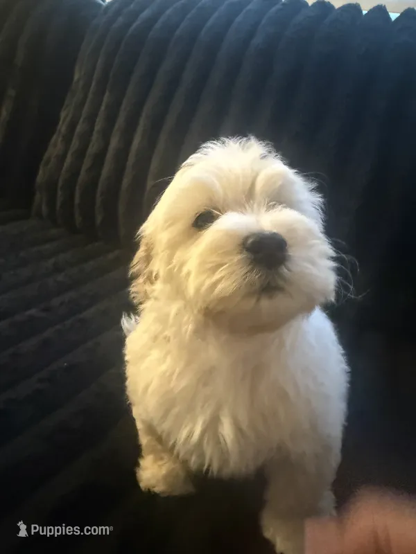 Snoopy – Maltese, Poodle - Standard  puppy for sale in Hesperia, CA