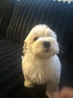 Snoopy, a male Maltese and Poodle - Standard  for sale in Hesperia, CA – 1 of 5