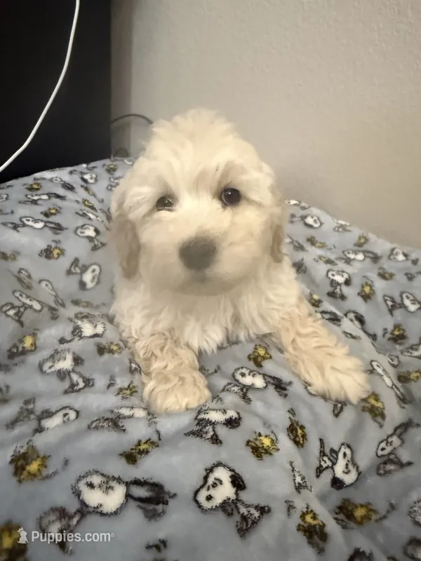 Marky  – Maltese, Poodle - Standard  puppy for sale in Hesperia, CA