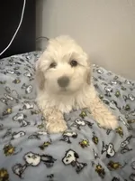 Marky , a male Maltese and Poodle - Standard  for sale in Hesperia, CA – 1 of 8