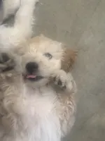 Marky, a male Maltese and Poodle - Standard  for sale in Hesperia, CA – 4 of 6