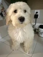 Snoopy, a male Poodle - Toy  for sale in Hesperia, CA – 3 of 3