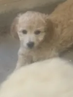 Fox, a male Maltese and Poodle - Standard  for sale in Hesperia, CA – 3 of 3