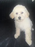 Summer , a female Maltipoo for sale in Hesperia, CA – 3 of 4