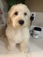 Snoopy, a male Poodle - Toy  for sale in Hesperia, CA – 2 of 3