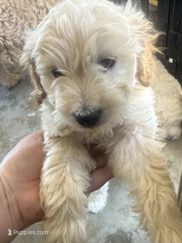Marky – Maltese, Poodle - Standard  puppy for sale in Hesperia, CA
