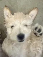 Marky , a male Maltese and Poodle - Standard  for sale in Hesperia, CA – 4 of 8