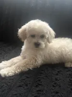 Summer , a female Maltipoo for sale in Hesperia, CA – 4 of 4