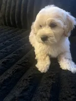 Snoopy, a male Maltese and Poodle - Standard  for sale in Hesperia, CA – 4 of 5