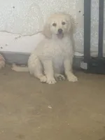 Bella, a female Maltese and Poodle - Standard  for sale in Hesperia, CA – 2 of 2