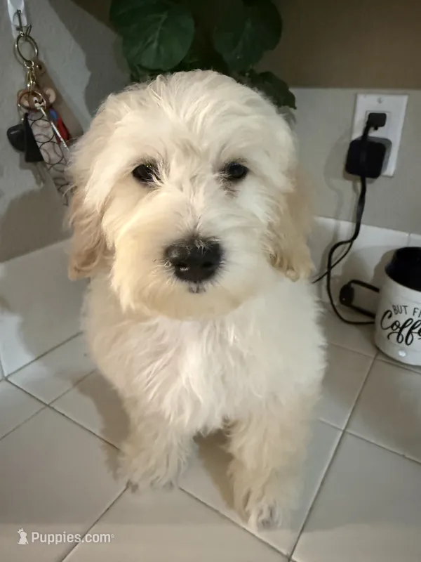 Snoopy – Poodle - Toy  puppy for sale in Hesperia, CA