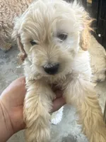 Marky , a male Maltese and Poodle - Standard  for sale in Hesperia, CA – 2 of 8
