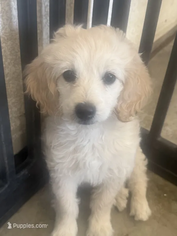 Bella – Maltese, Poodle - Standard  puppy for sale in Hesperia, CA