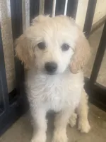 Bella, a female Maltese and Poodle - Standard  for sale in Hesperia, CA – 1 of 2