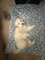 Marky , a male Maltese and Poodle - Standard  for sale in Hesperia, CA – 7 of 8