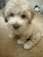 Marky , a male Maltese and Poodle - Standard  for sale in Hesperia, CA – 5 of 8