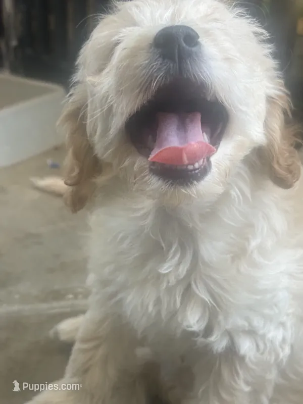 Marky – Maltese, Poodle - Standard  puppy for sale in Hesperia, CA