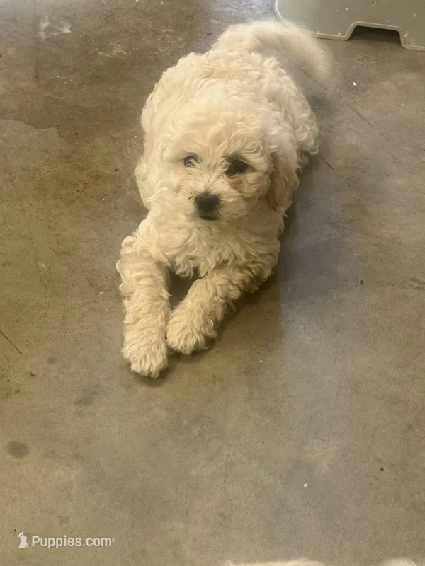 Summer  – Maltipoo puppy for sale in Hesperia, CA