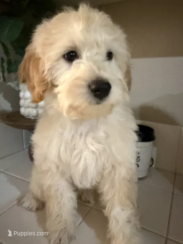 Marky  – Maltese, Poodle - Standard  puppy for sale in Hesperia, CA