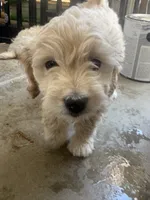 Marky , a male Maltese and Poodle - Standard  for sale in Hesperia, CA – 3 of 8