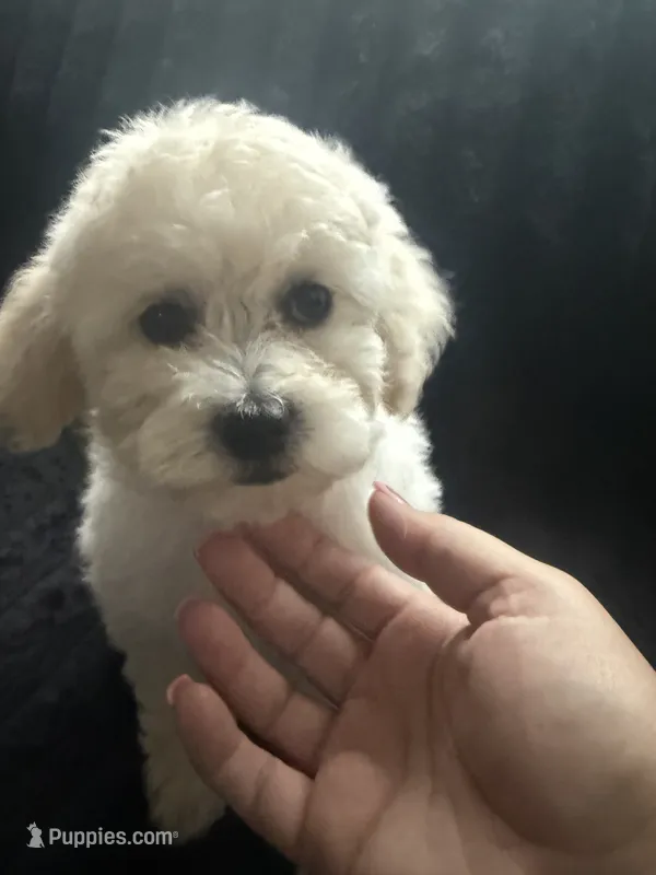 Summer , a female Maltipoo for sale in Hesperia, CA – 1 of 4