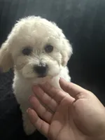 Summer , a female Maltipoo for sale in Hesperia, CA – 1 of 4