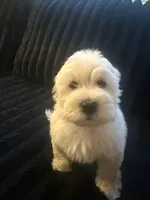 Snoopy, a male Maltese and Poodle - Standard  for sale in Hesperia, CA – 2 of 5