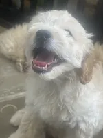 Marky, a male Maltese and Poodle - Standard  for sale in Hesperia, CA – 2 of 6