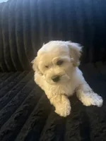 Snoopy, a male Maltese and Poodle - Standard  for sale in Hesperia, CA – 3 of 5
