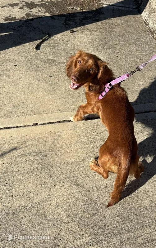 Lady – Miniature Dachshund puppy for sale in Salem, OR