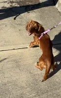 Lady, a female Miniature Dachshund for sale in Salem, OR – 1 of 1