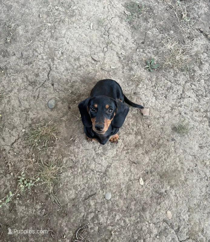 Camo  – Miniature Dachshund puppy for sale in Salem, OR